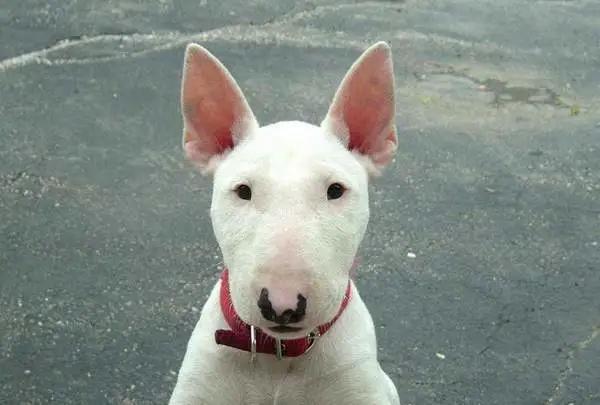 世界十大猛犬藏獒仅排第二,世界十大猛犬排名藏獒只排第六