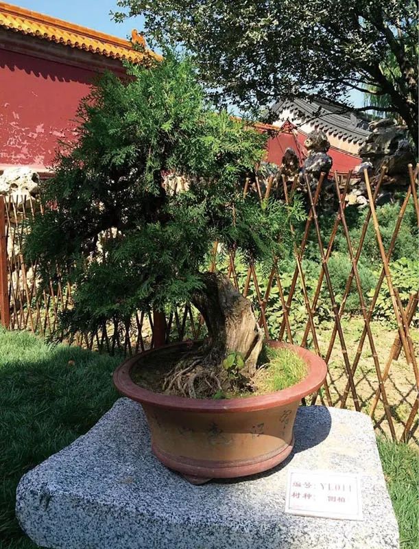 盆景素材十大排名 (什么盆景素材最好)