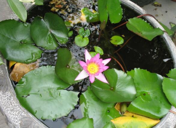 睡莲只有根茎的睡莲水培养殖方法,睡莲养殖方法水培需要晒太阳吗