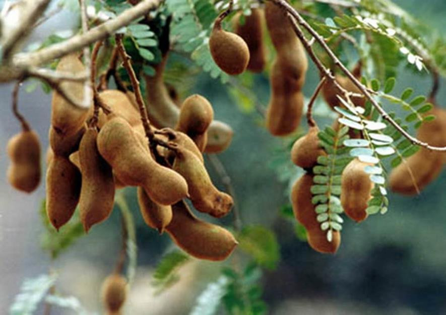 百种水果,100种果子大全