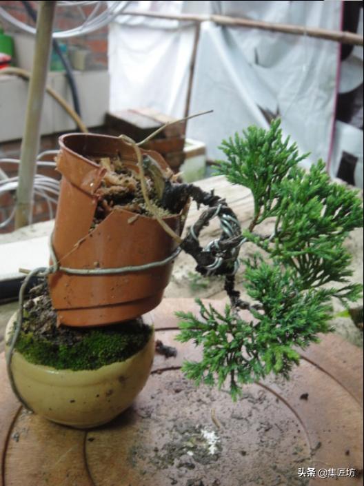 盆景老桩镂空舍利的制作,舍利盆景造型技艺图解