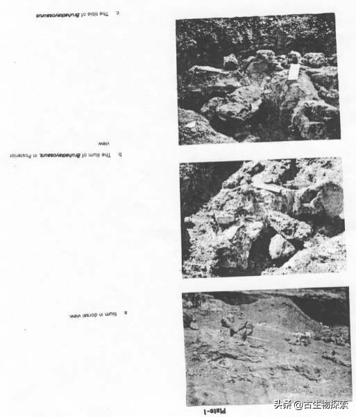 各种蜥脚类恐龙体型大小,蜥脚类恐龙大小比较图