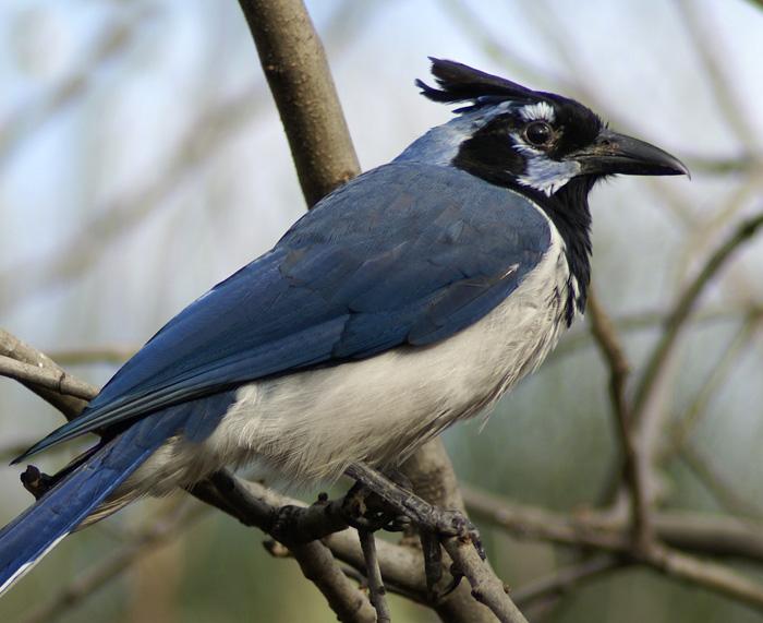 精灵宝可梦dp卡比兽,精灵宝可梦0.1