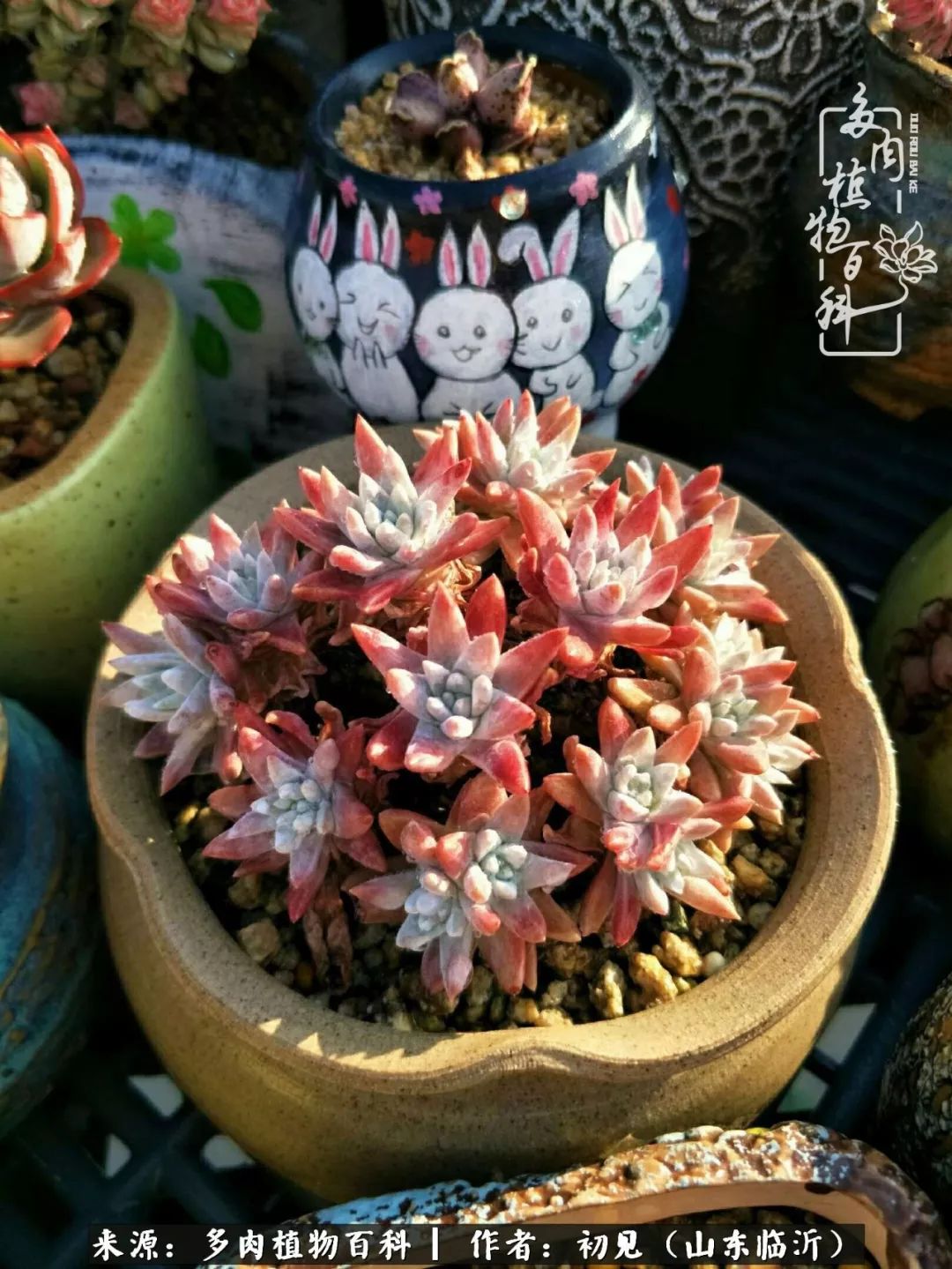 四季颜值在线的多肉,多肉的每一天