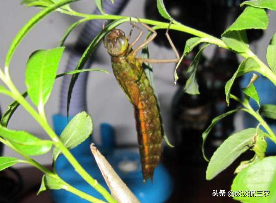 长得像螳螂，一年吃掉上万只蚊子，被人当美食吃，油炸嘎嘣脆