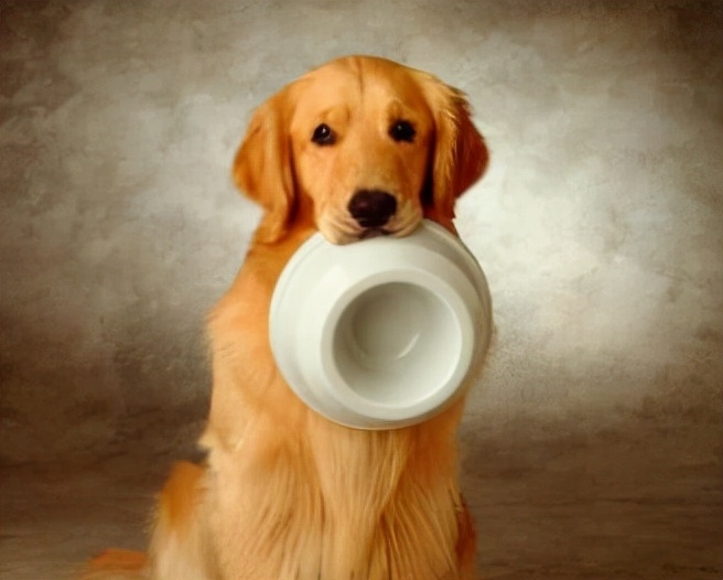 金毛犬幼犬拉稀有血,金毛犬拉稀是什么原因造成的