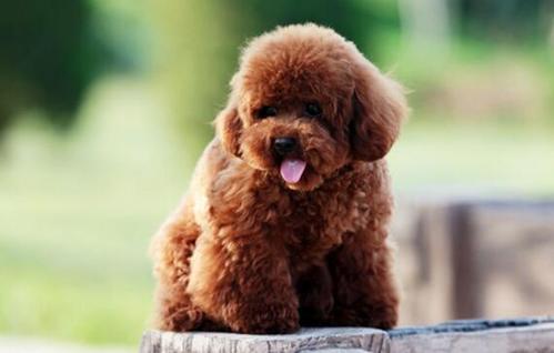 真正的泰迪犬有哪些品种,泰迪犬的潜力有哪些