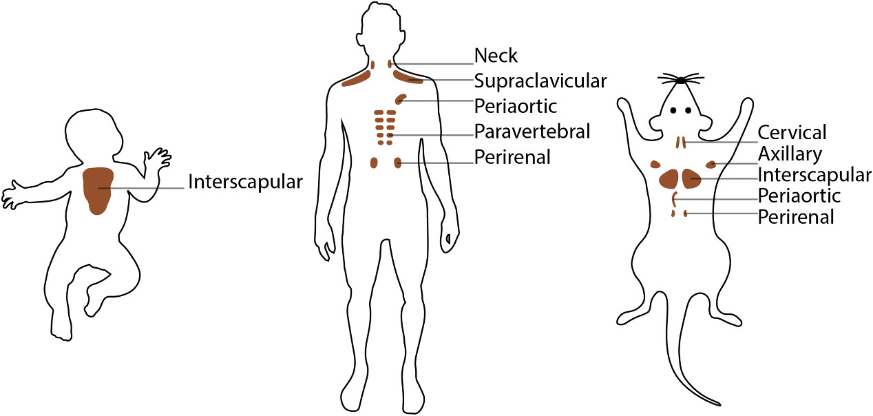 为什么喝咖啡很亢奋,喝咖啡变得特别兴奋