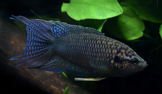 手巾鱼是不是菩萨鱼,菩萨鱼与花手巾鱼的区别