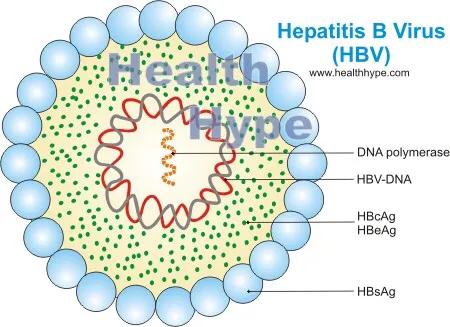乙肝抗病毒药肾损伤表现,抗乙肝病毒引起的肾损害怎么治疗