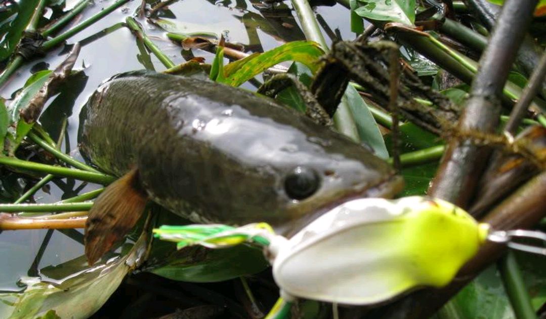 黑鱼有多危险,黑鱼为什么会保护自己的孩子