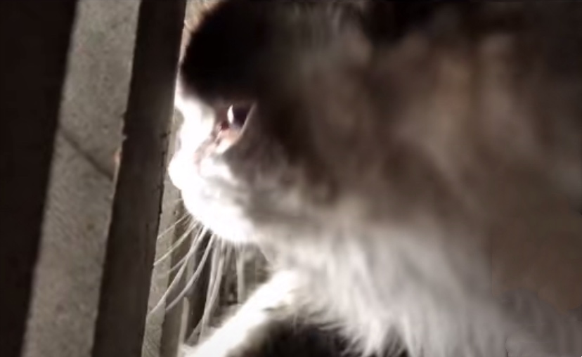 下水道里的猫，向好心人招手，从此改变了猫生