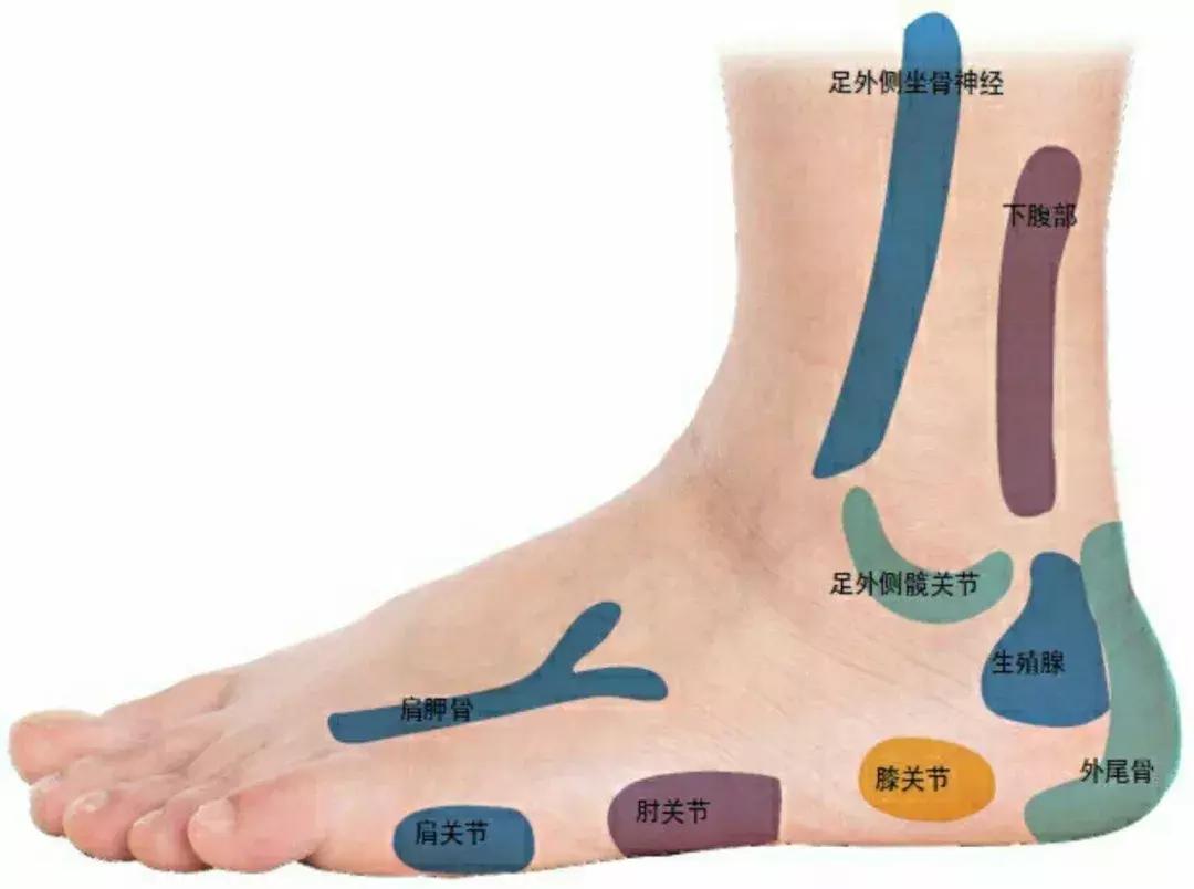 背诊图五脏六腑反射区,足部反射区解析大全
