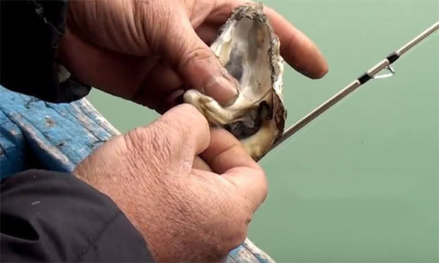 海钓黑鲷吃什么鱼饵最好,海钓黄黑鲷