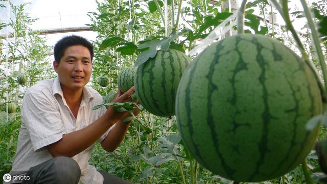 西瓜茎蔓开裂是什么病,西瓜茎蔓枯