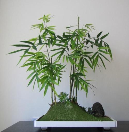 10种易养活的室内植物花,100种家庭花卉种植盆栽大全