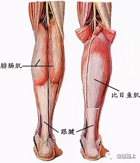 如何瘦小腿拉伸小腿,小腿拉伸图解萝卜腿