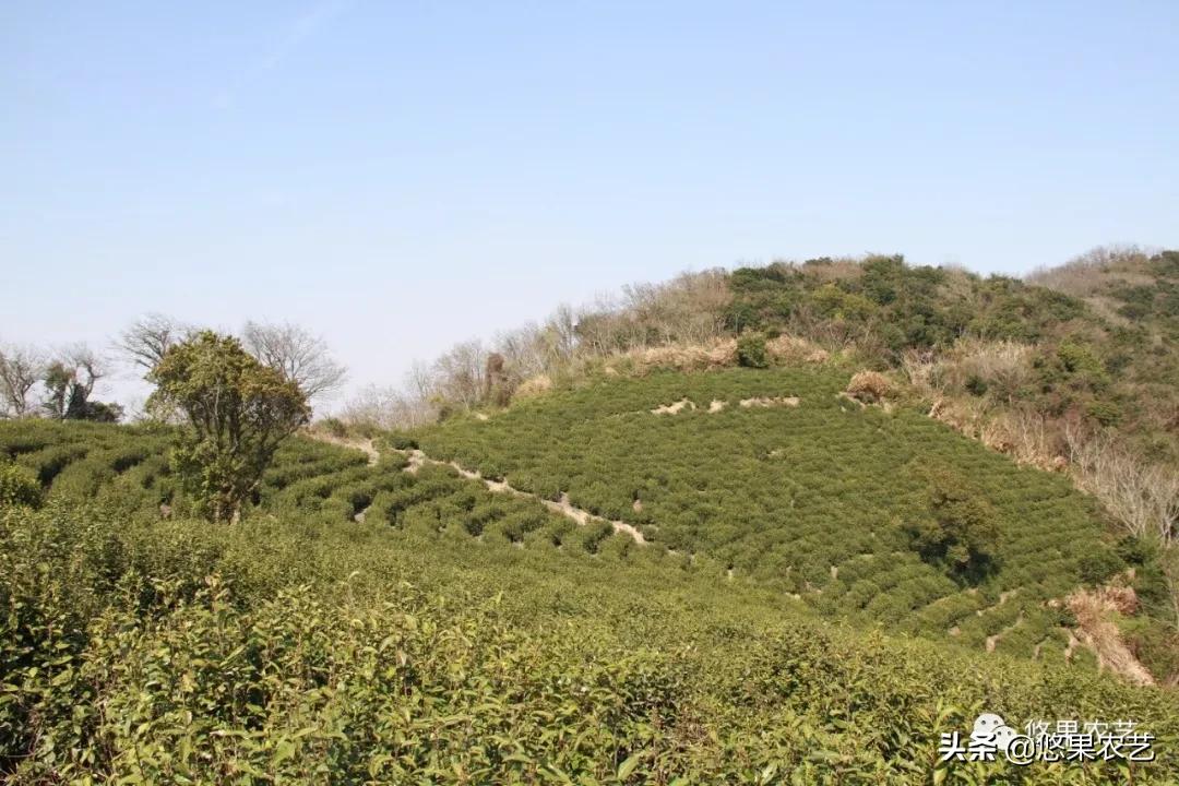 普陀佛茶明前茶,2017普陀佛茶