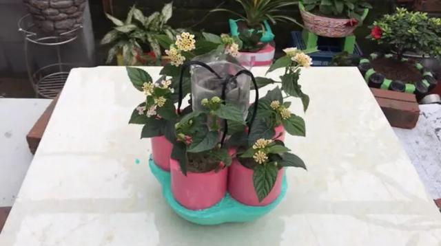 饮料瓶做的花盆如何浇水,用雪碧瓶做自动浇水花盆