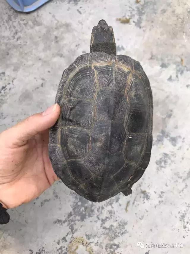 饲养小乌龟的正确方法,小乌龟正确的饲养方法