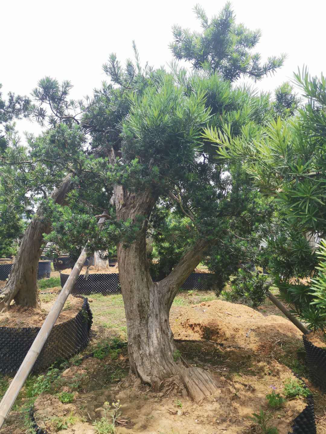 叹为观止自然风景,叹为观止高清图