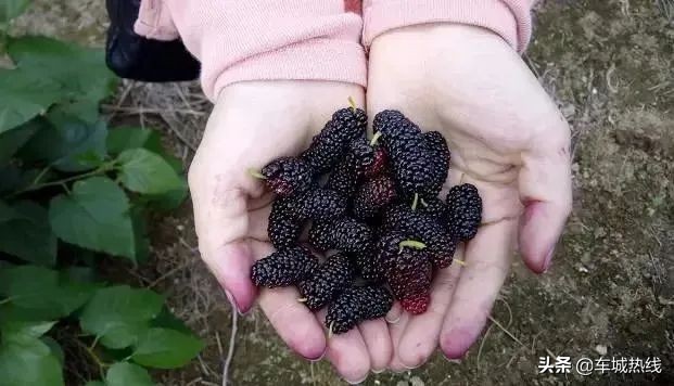 十堰市坐公交车最新要求,今天十堰公交202出行情况