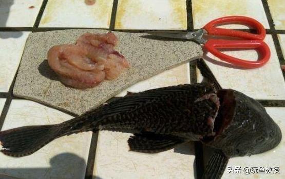 这些东西跑到外面去居然会引起生态危机!