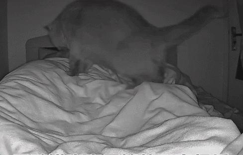 猫咪没坏心眼视频,猫咪没有坏心思在线阅读