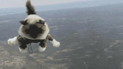 猫怎么做到高处摔不死,真相猫