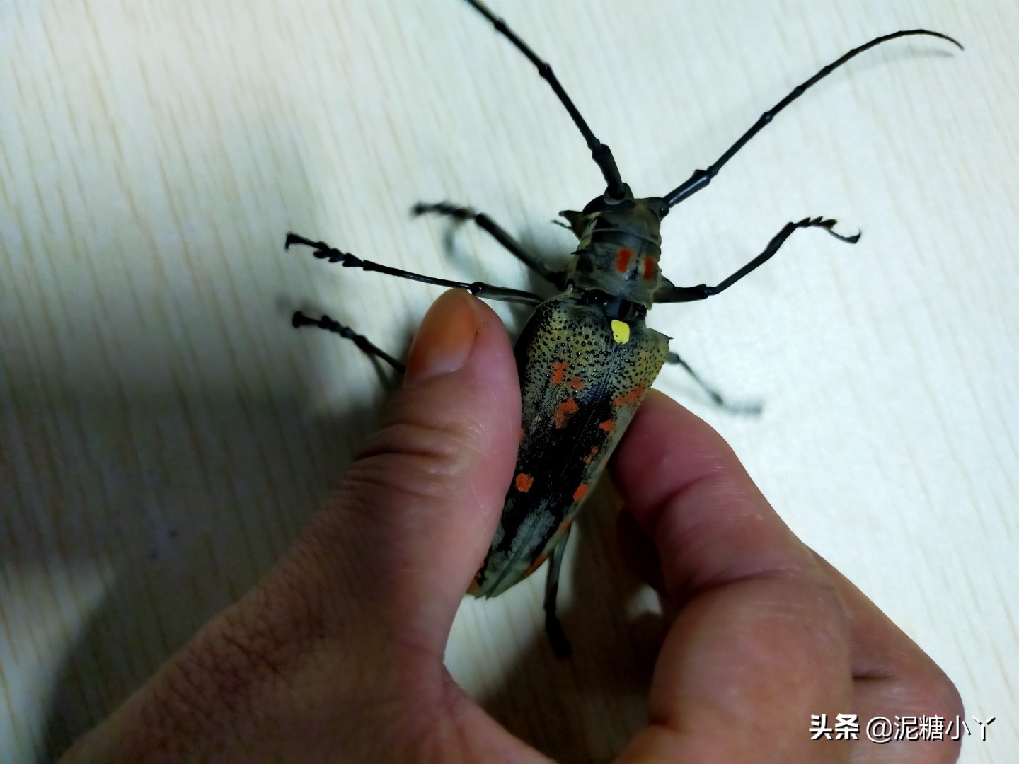 农村常见六种虫子,农村最常见的五种危险虫子