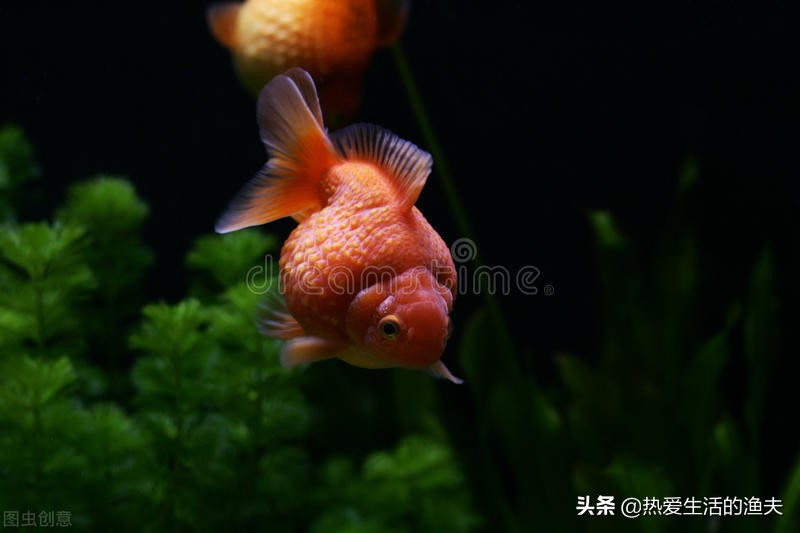 为啥买回来的金鱼不生小鱼,为什么刚买回来的金鱼不动