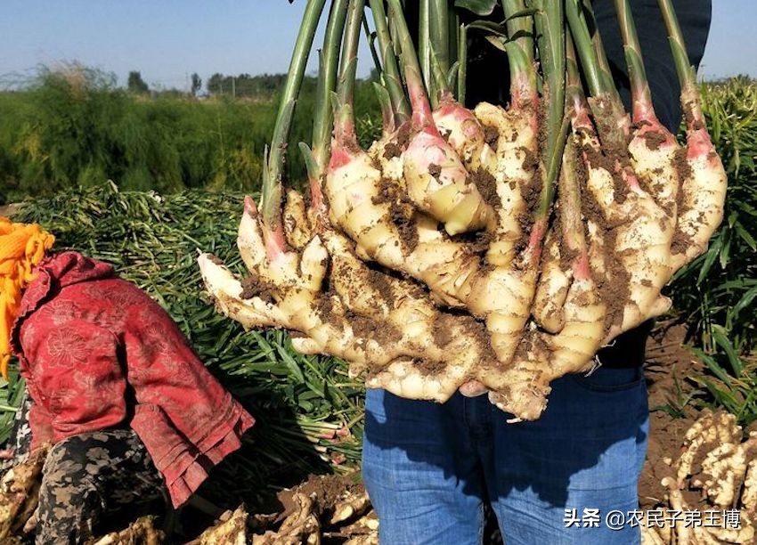 大姜种植施肥防病虫害技术,大姜高产的施肥配方是什么意思