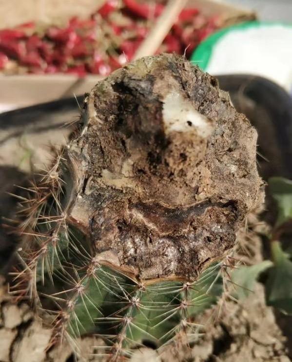 仙人球烂根怎么上盆,仙人球烂根的土可以种吗