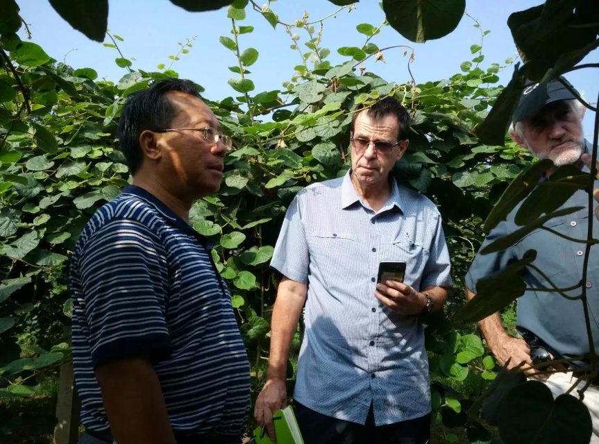 杨凌力丰种植专业合作社猕猴桃,一斤猕猴桃的利润