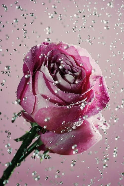 手机壁纸玫瑰花高清图片全屏,三枝玫瑰花一只手手机全屏壁纸