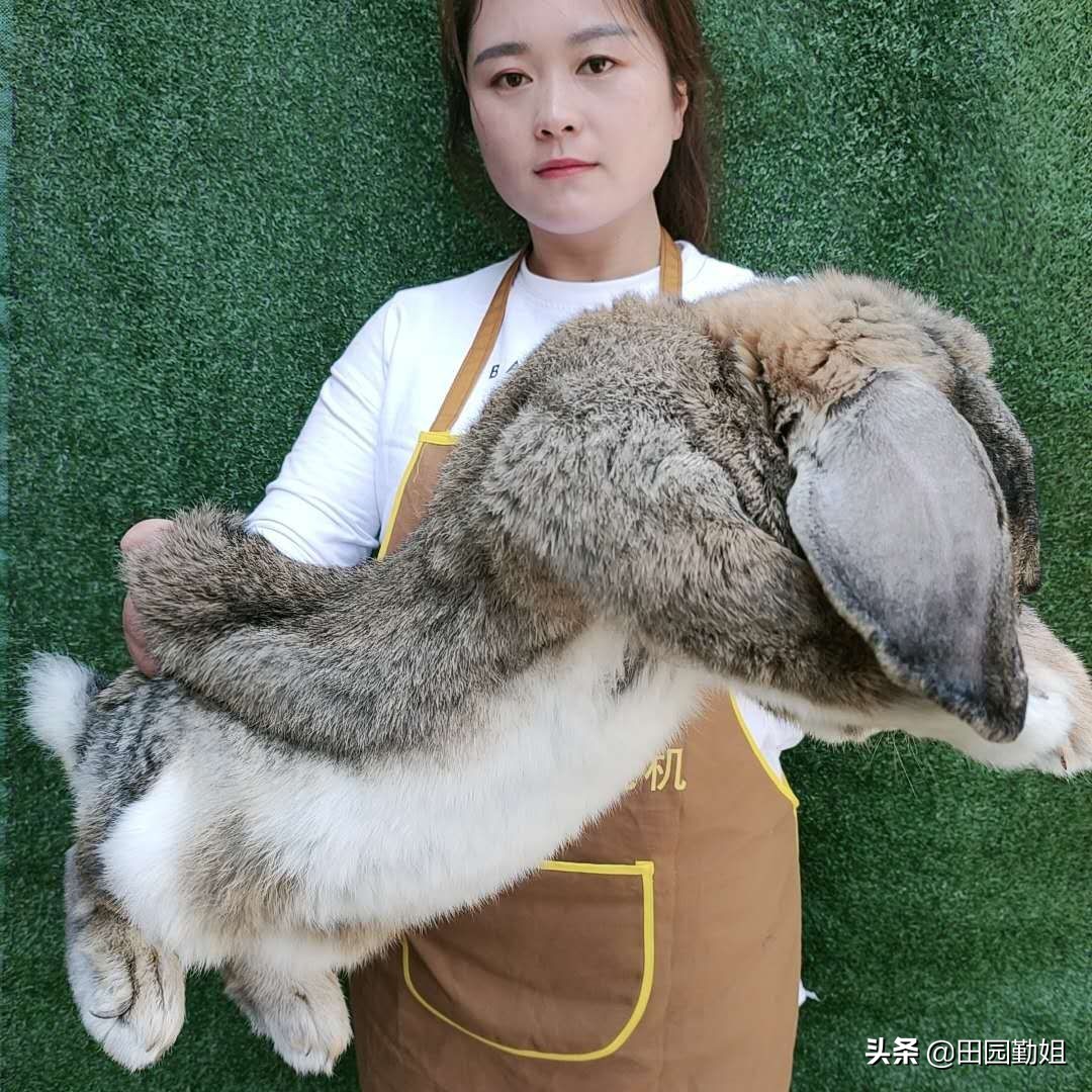 田园勤姐养兔技巧,田园勤姐个人资料