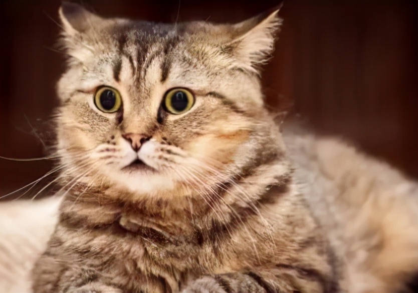 猫零食排行榜前十名推荐,猫零食冻干排行榜前十名