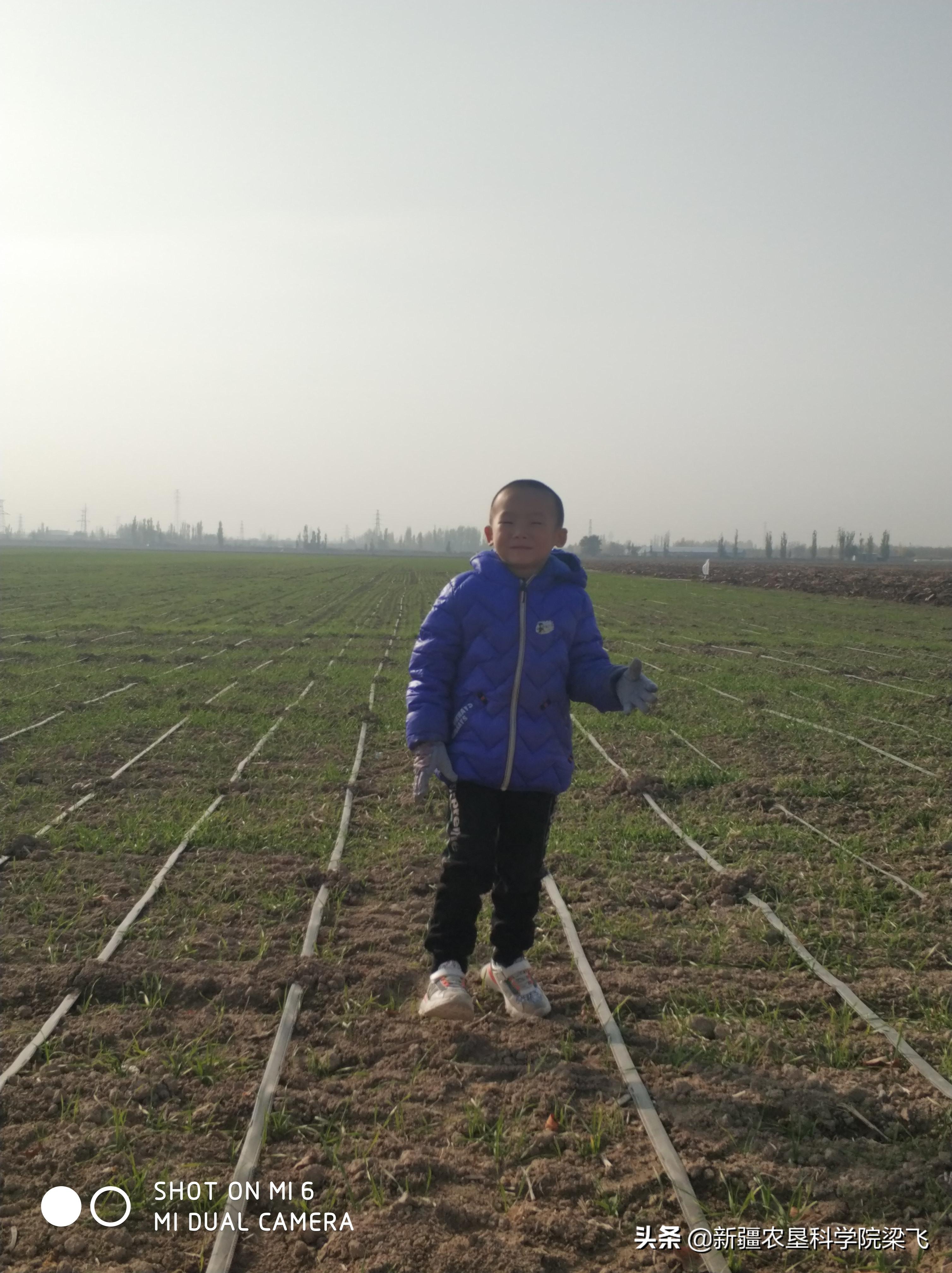 盐碱地小麦什么时候浇返青水最好,小麦地盐碱化