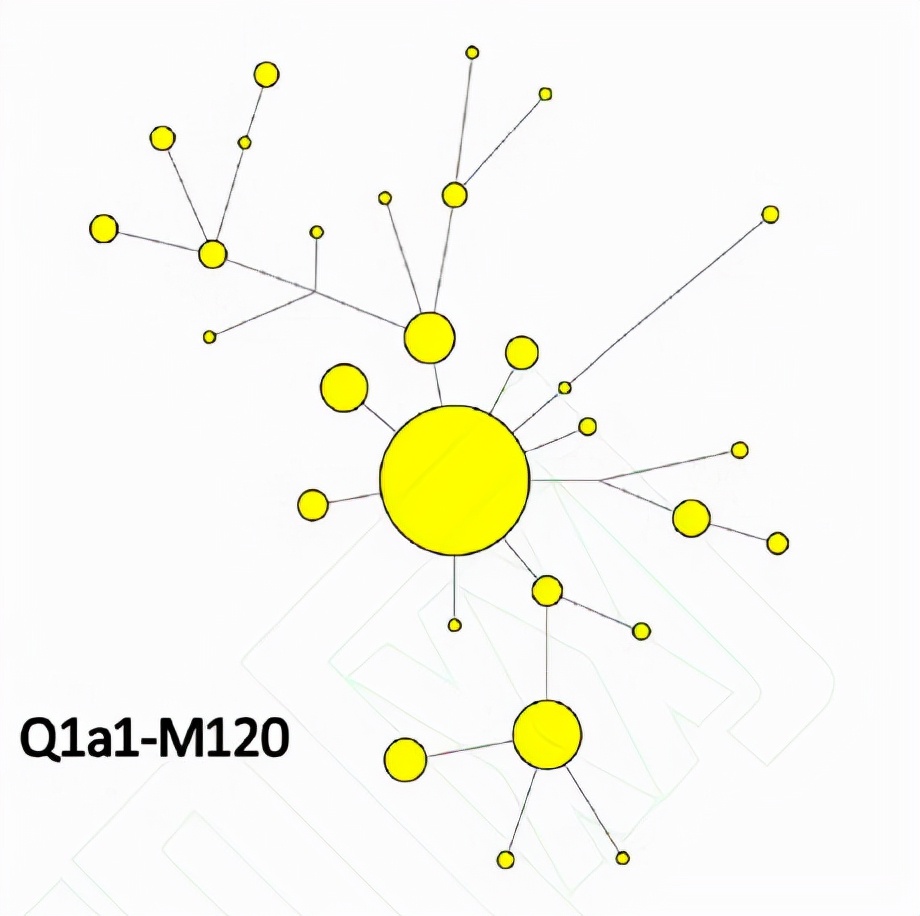 孔氏家族的C类型和Q类型