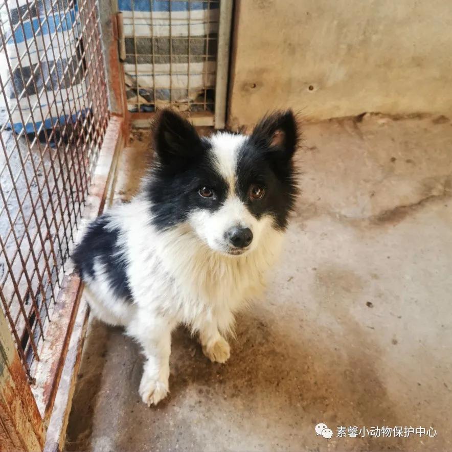 领养代替购买|2021年6月份福州线上宠物领养活动