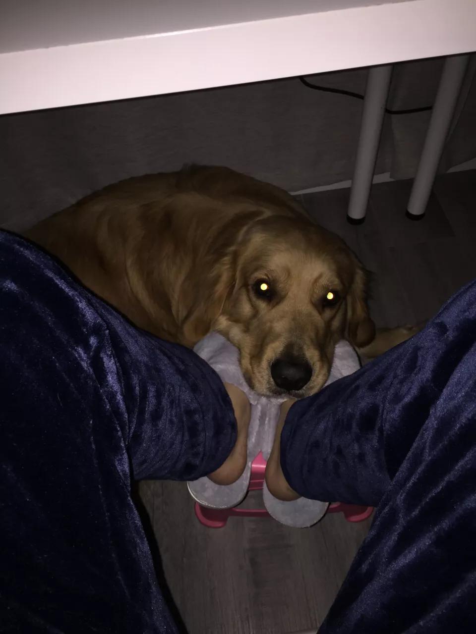 自制超大狗窝石棉瓦,自制超大狗窝衣服