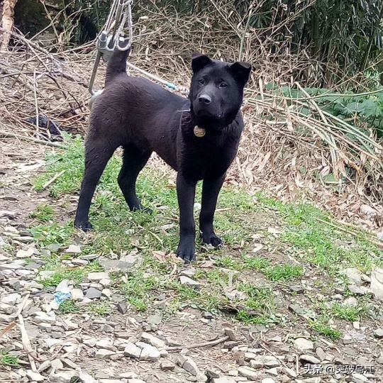 一只狗改变命运,一条狗的悲惨命运