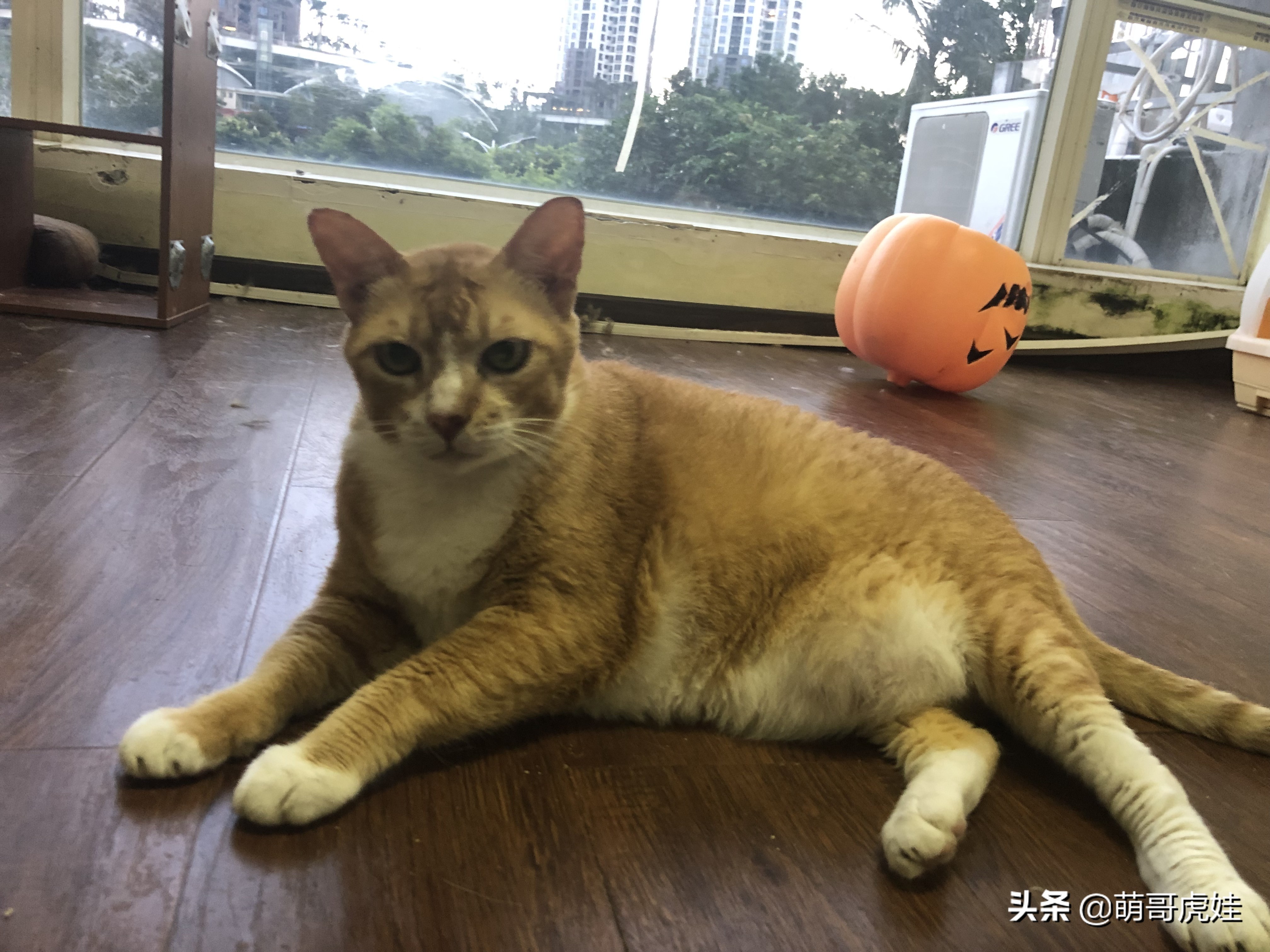 盘点发现自家猫咪干大坏事,主人回来发现猫被丢