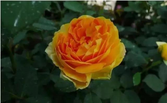 一万年一次的2020520;一起认识100种玫瑰~别送错啊