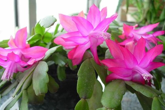 这5种花再好看也别乱养,1月份最好养好看的5种花