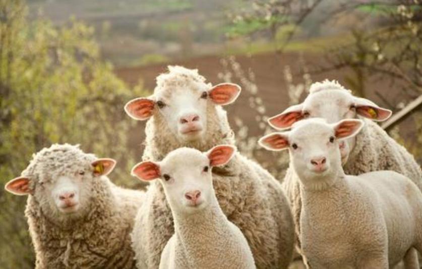 伊能静买什么面霜,伊能静推荐的护肤霜