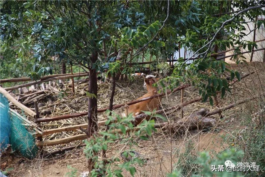 弥渡县这几个村人居环境大评比，结果怎么样？