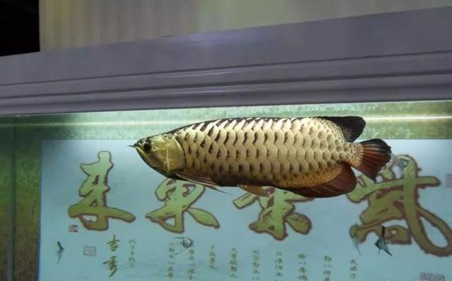 做缸技术难点,做缸的正确方法