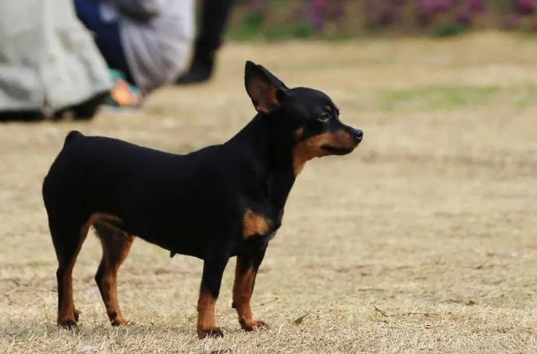狗狗没有朋友怎么办,狗狗没有食物怎么处理
