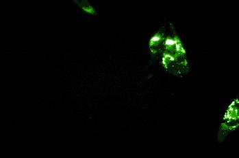 真正有效的防雾霾口罩,防霾口罩有用吗